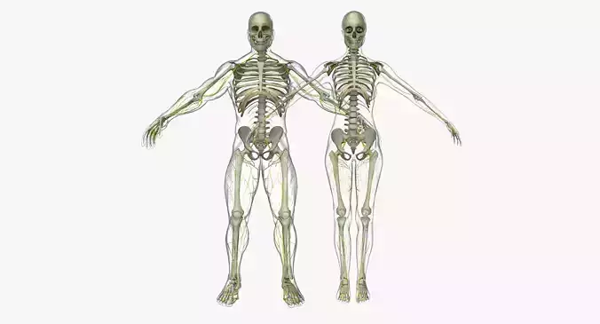 Human Male And Female Nervous System 3D model