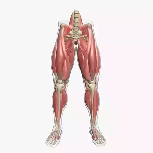 Human Leg Muscle Anatomy 3DSmax 3D model