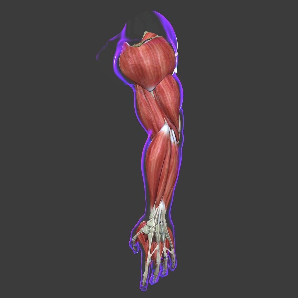 Arm Muscle Anatomy Medical Edition 3D model_2