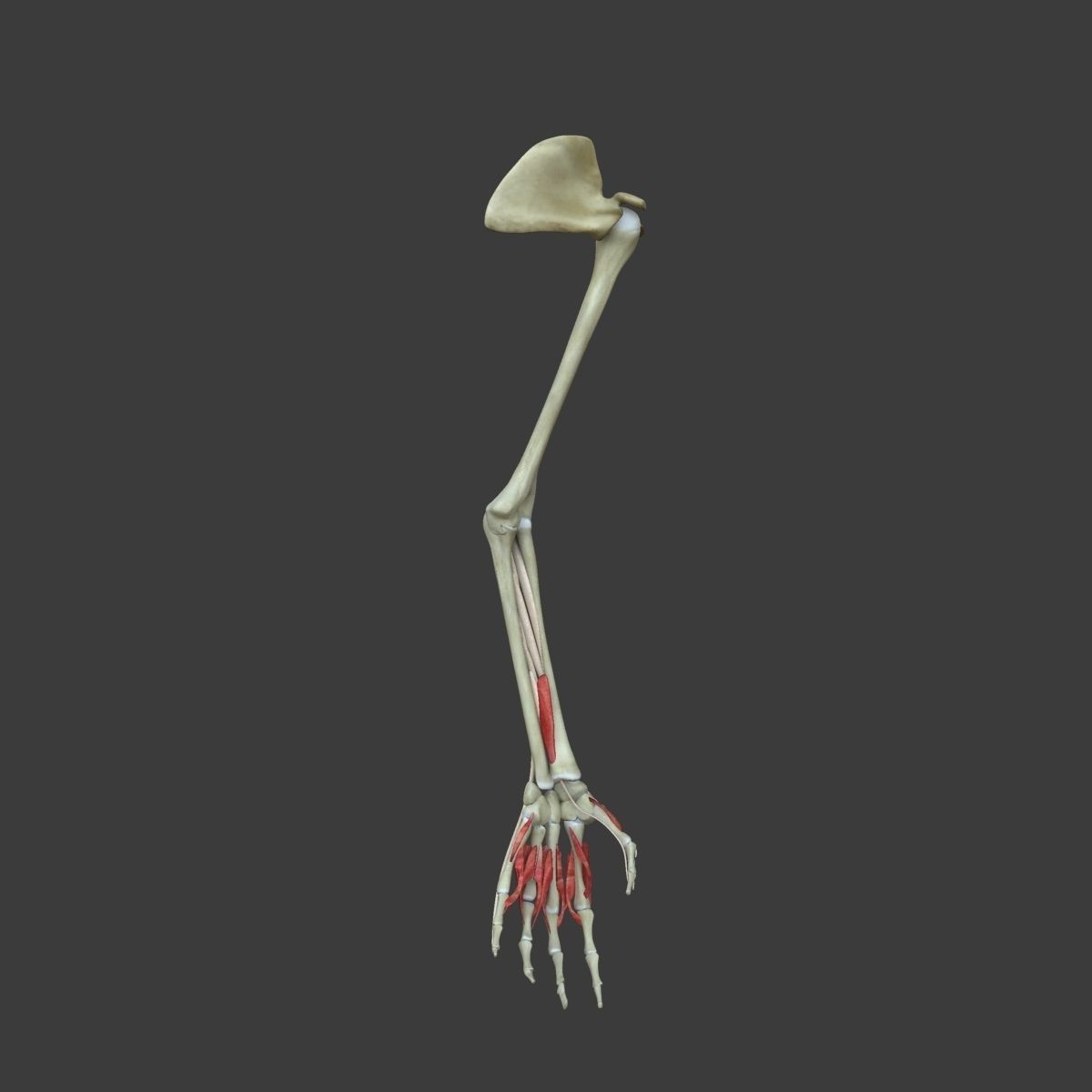 Arm Muscle Anatomy Medical Edition 3D model_11