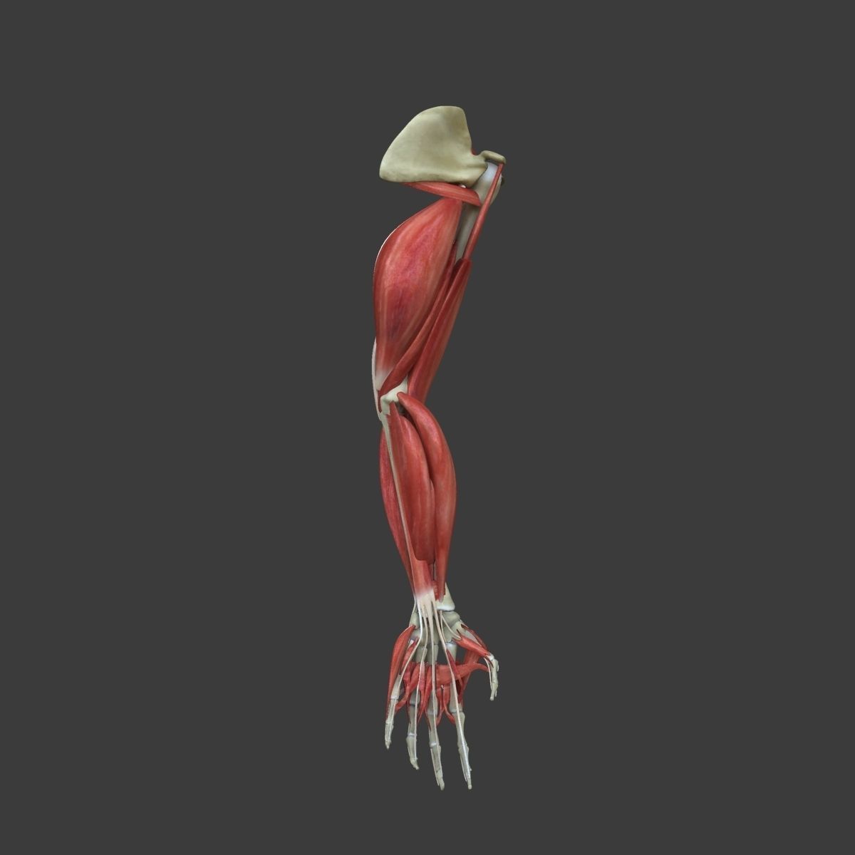 Arm Muscle Anatomy Medical Edition 3D model_14