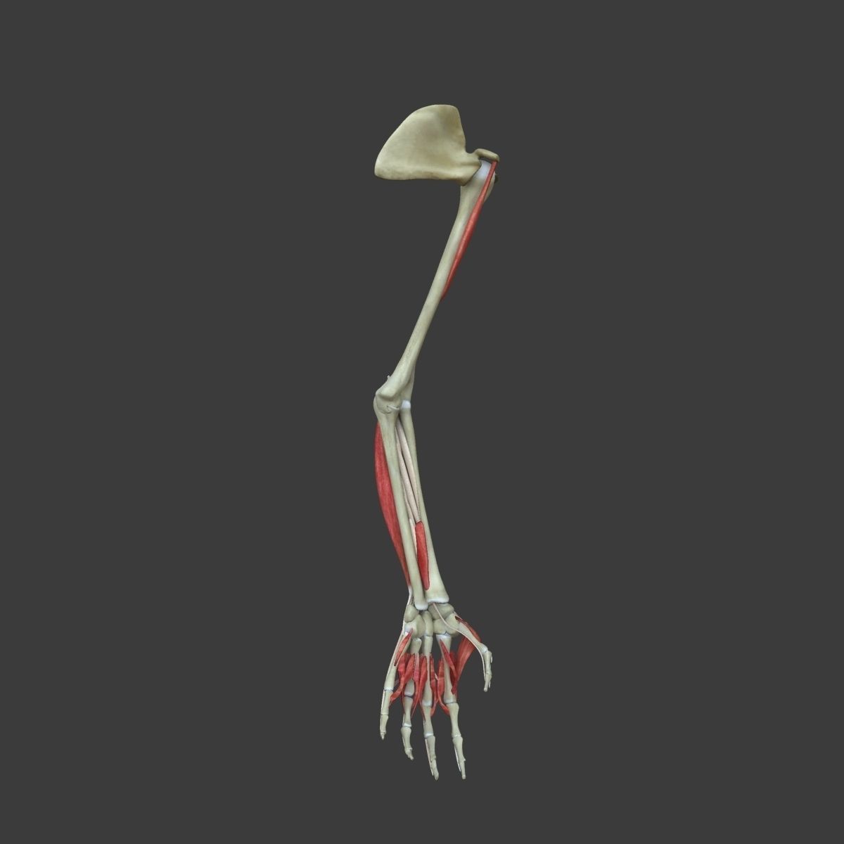 Arm Muscle Anatomy Medical Edition 3D model_12