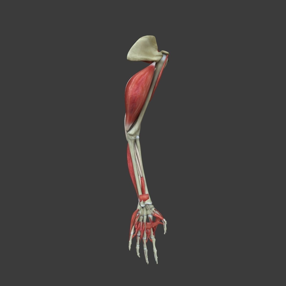 Arm Muscle Anatomy Medical Edition 3D model_13
