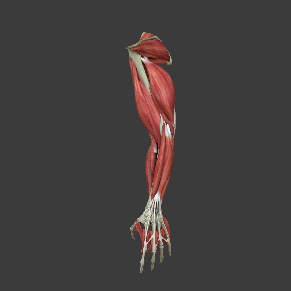 Arm Muscle Anatomy Medical Edition 3D model_4