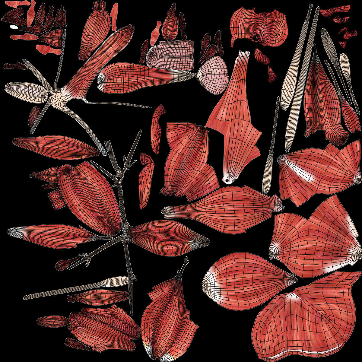 Arm Muscle Anatomy Medical Edition 3D model_28