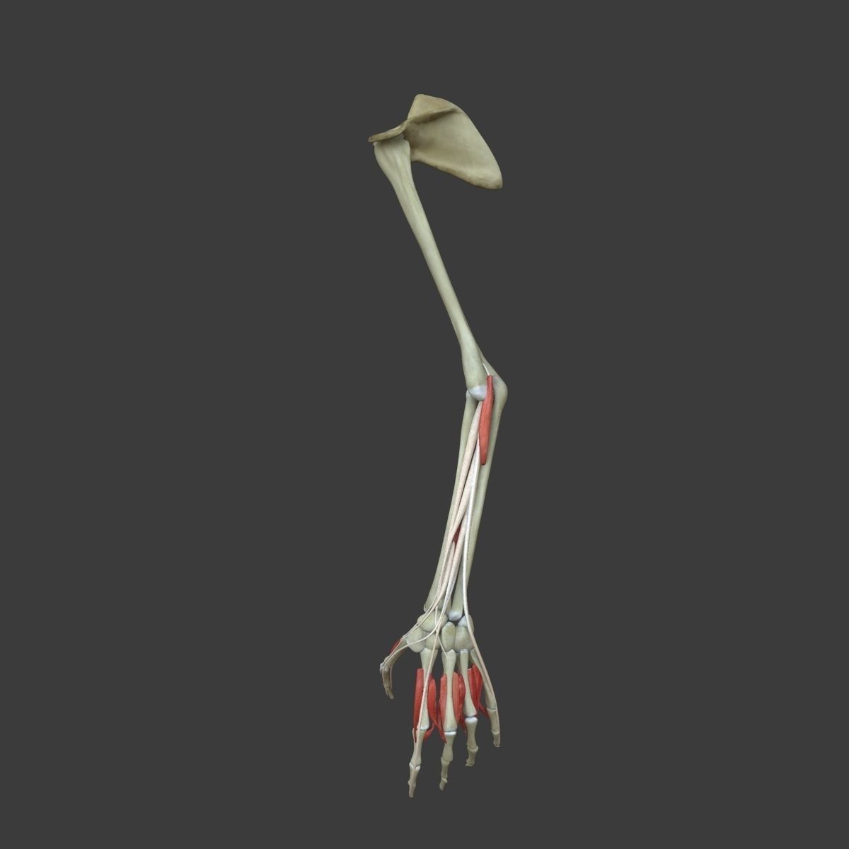 Arm Muscle Anatomy Medical Edition 3D model_8