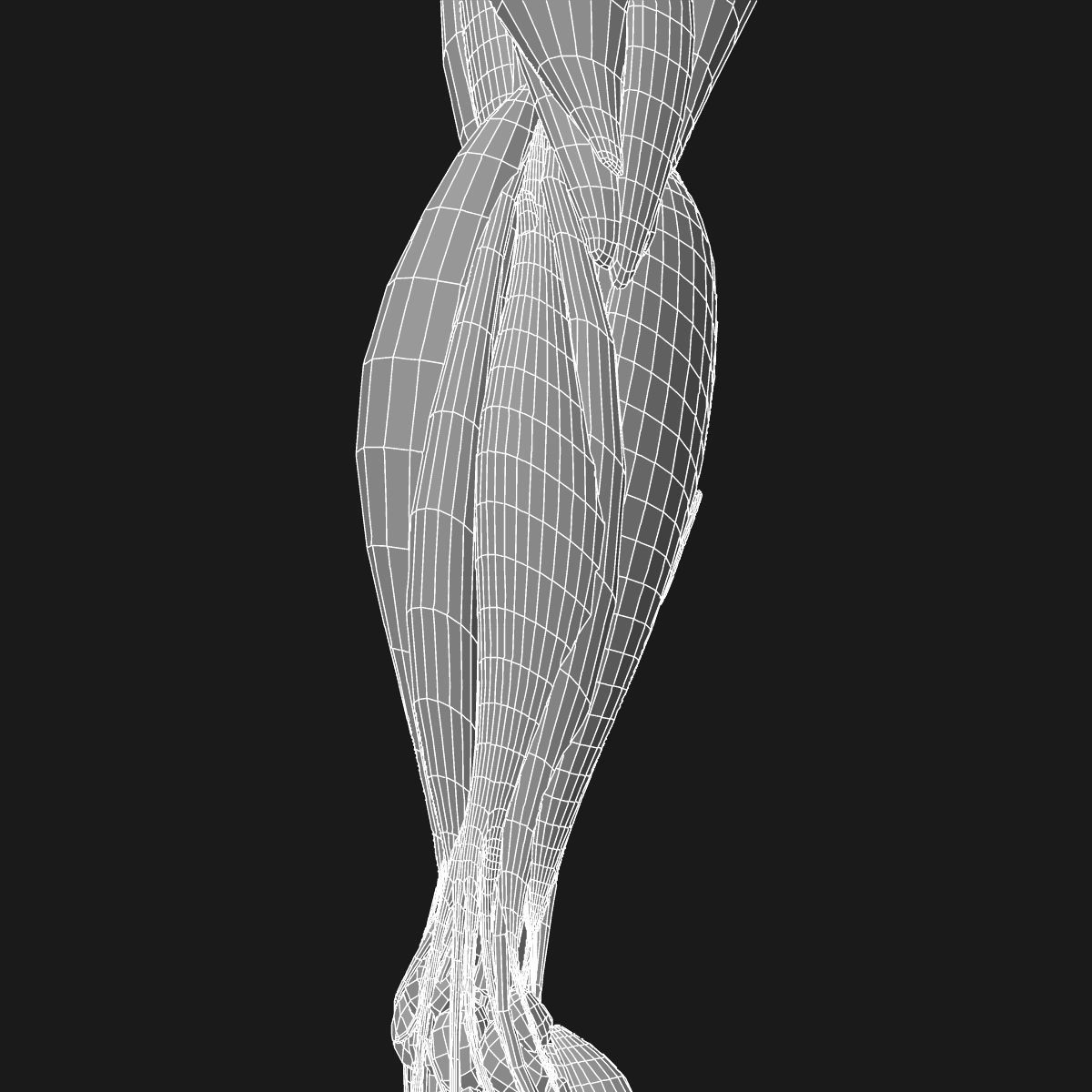 Arm Muscle Anatomy Medical Edition 3D model_25