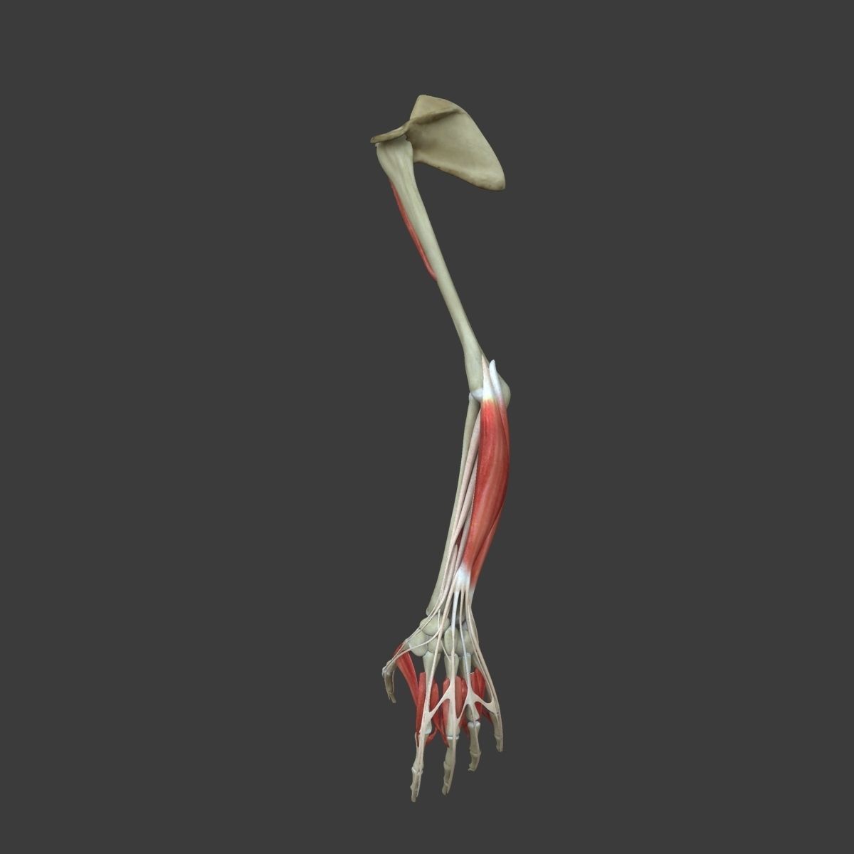 Arm Muscle Anatomy Medical Edition 3D model_7