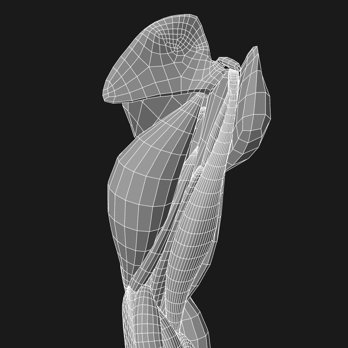 Arm Muscle Anatomy Medical Edition 3D model_24