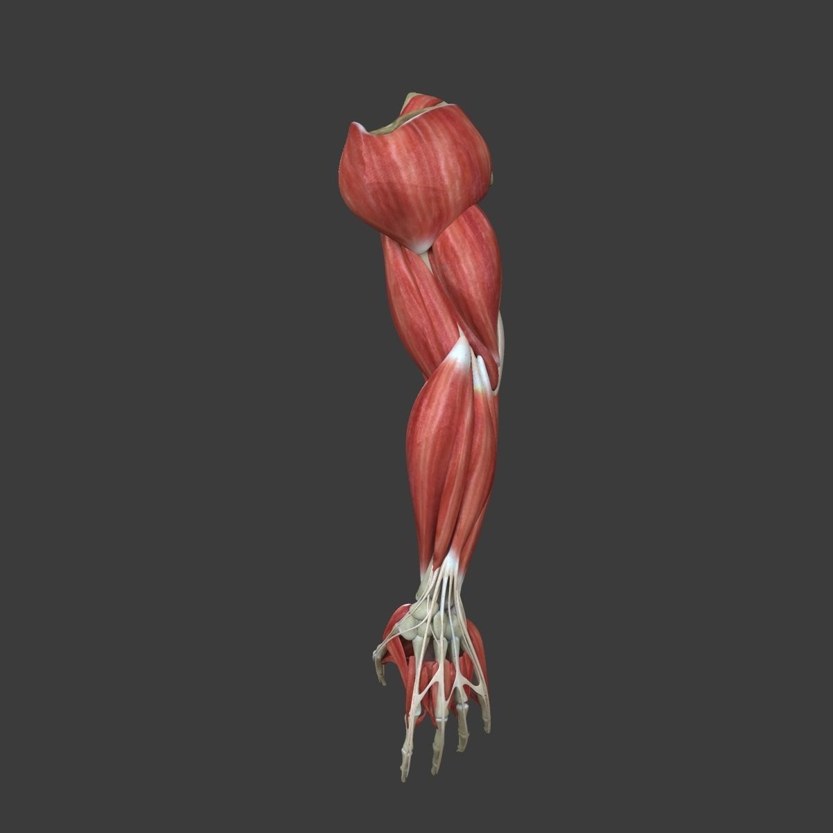 Arm Muscle Anatomy Medical Edition 3D model_3