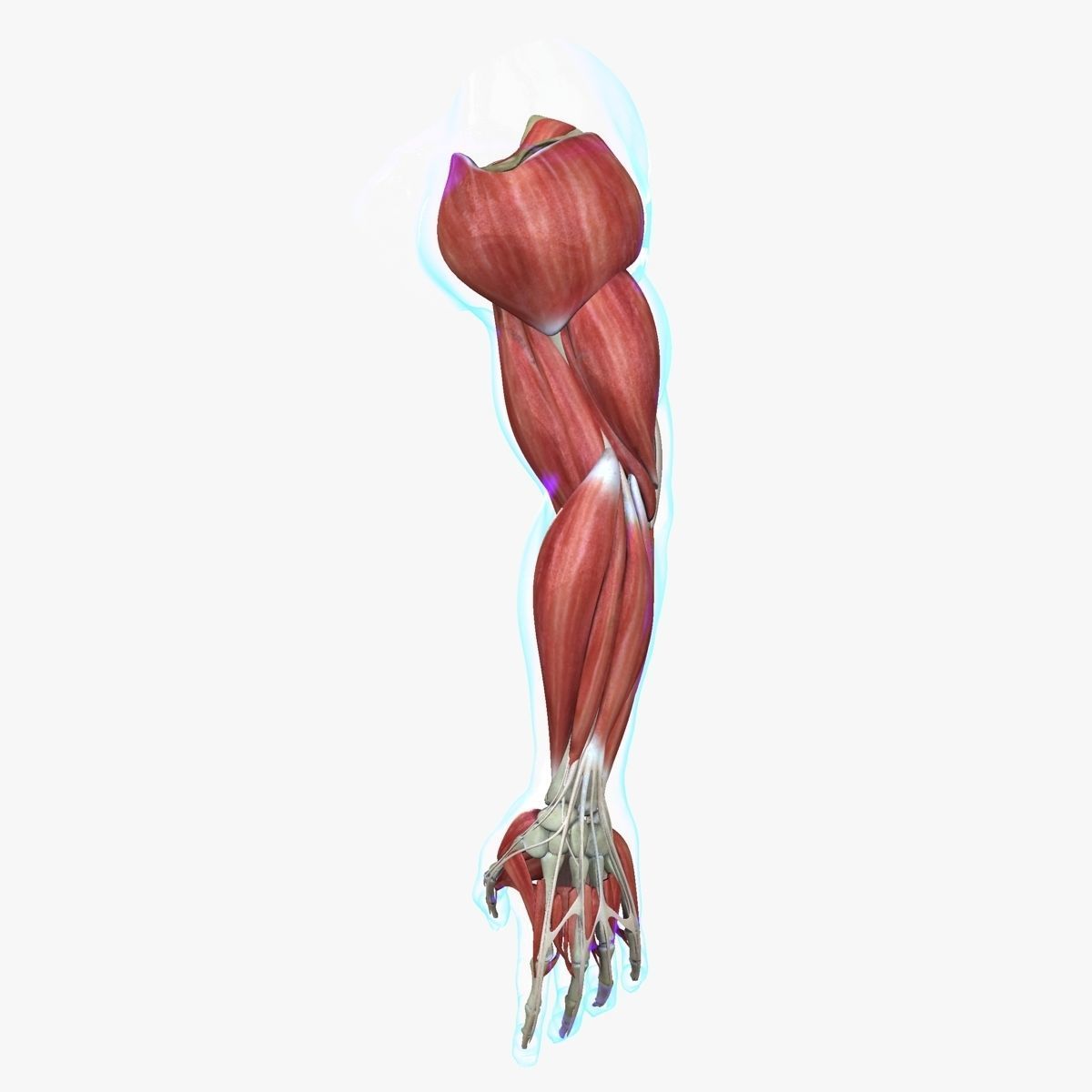Arm Muscle Anatomy Medical Edition 3D model_1