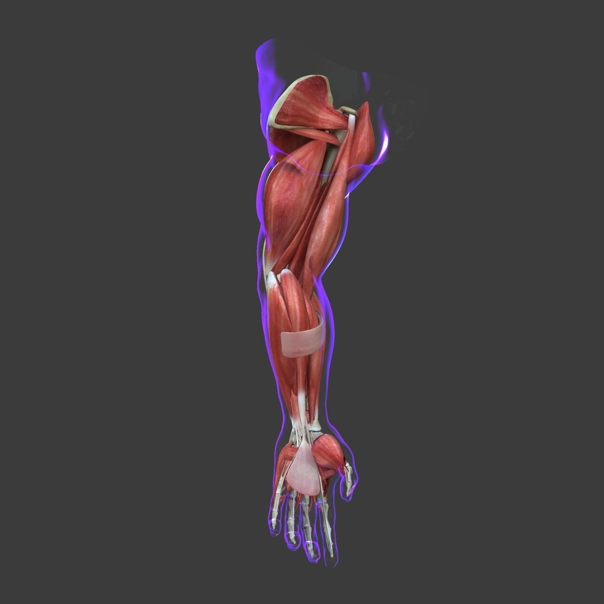 Arm Muscle Anatomy Medical Edition 3D model_17