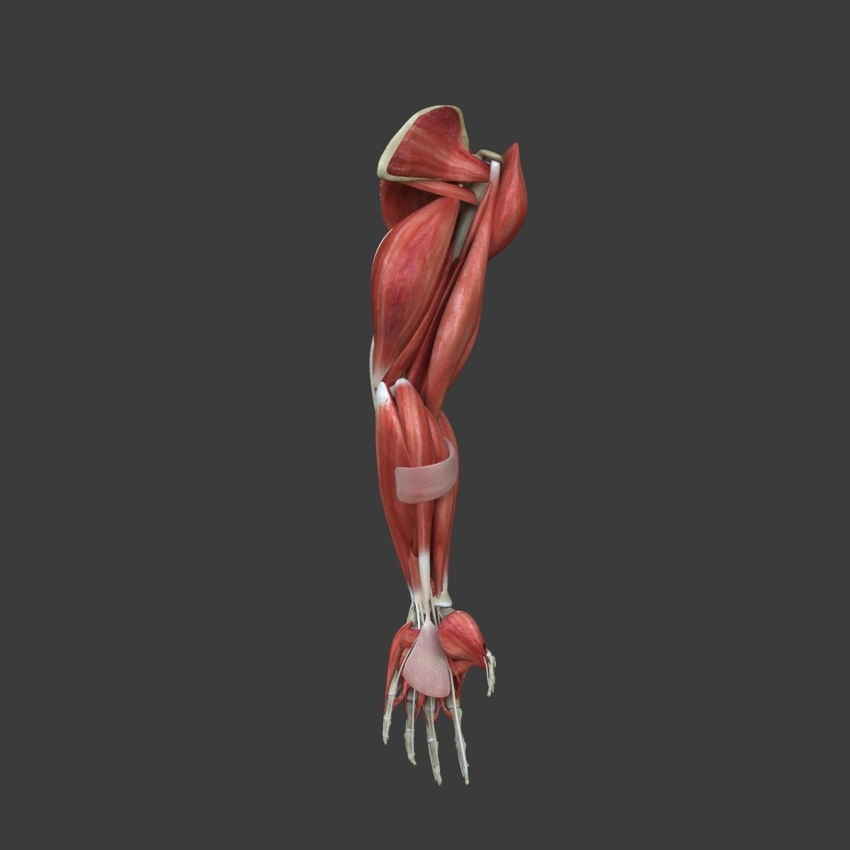Arm Muscle Anatomy Medical Edition 3D model_16