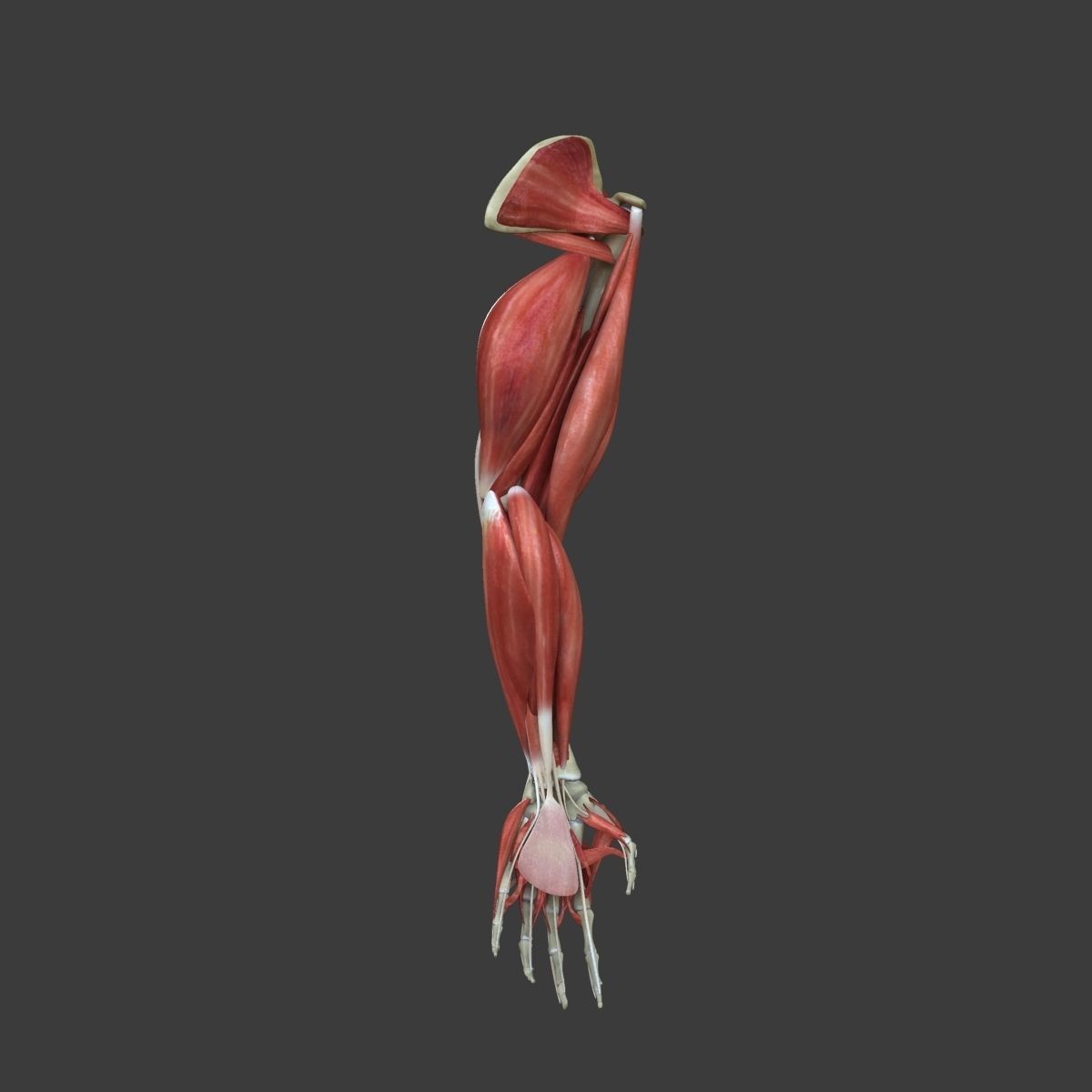 Arm Muscle Anatomy Medical Edition 3D model_15
