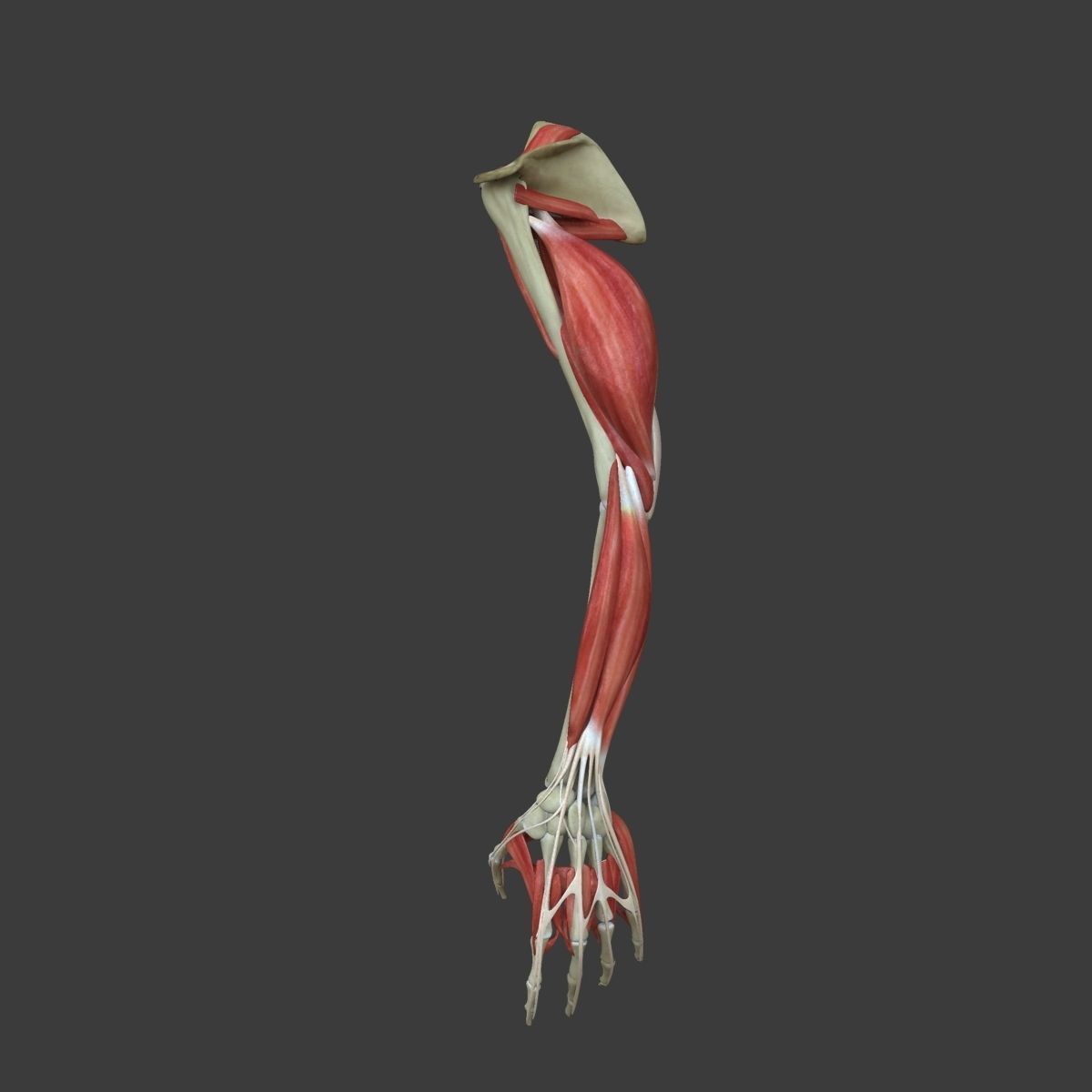 Arm Muscle Anatomy Medical Edition 3D model_6
