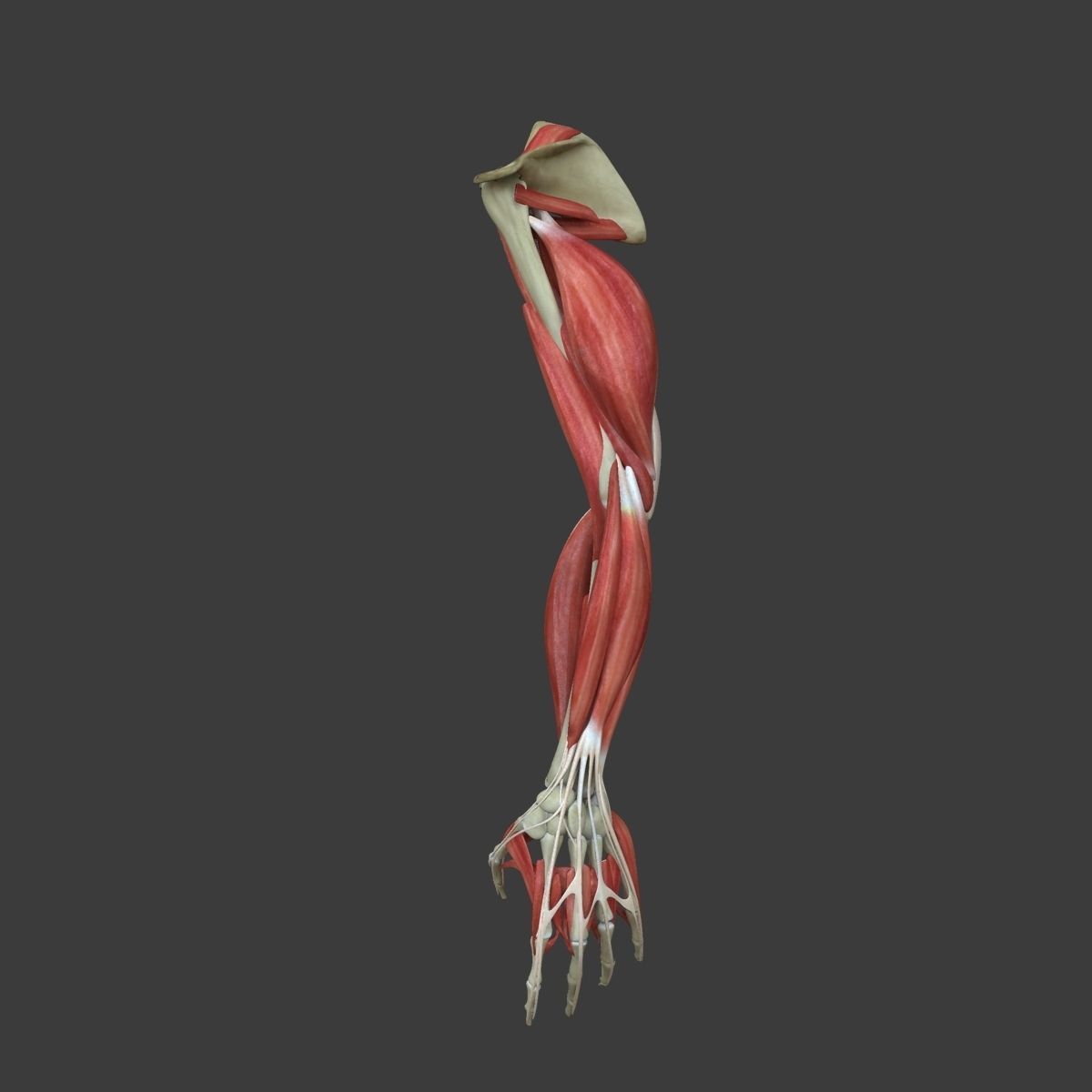 Arm Muscle Anatomy Medical Edition 3D model_5