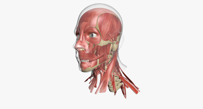 Human Face Muscle Anatomy 3DSmax 3D model