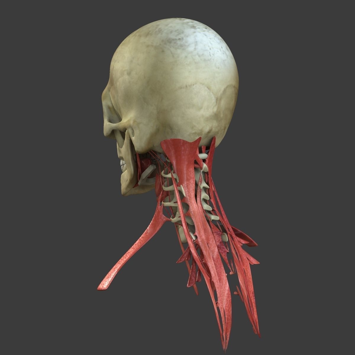Human Face Muscle Anatomy Medical Edition 3D model_13