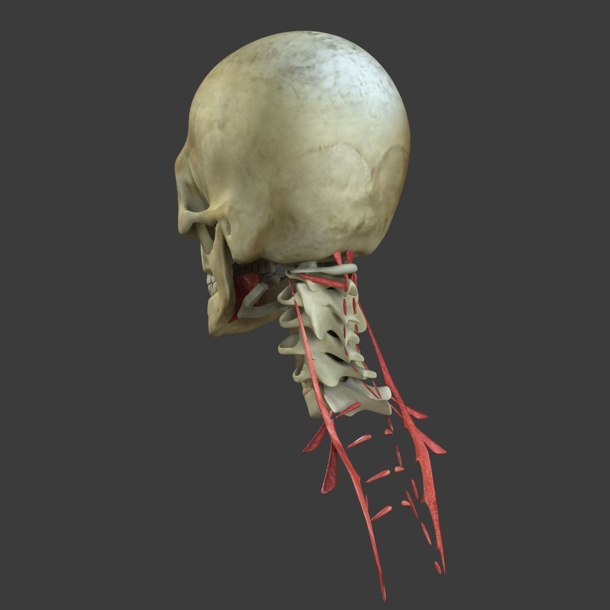 Human Face Muscle Anatomy Medical Edition 3D model_11