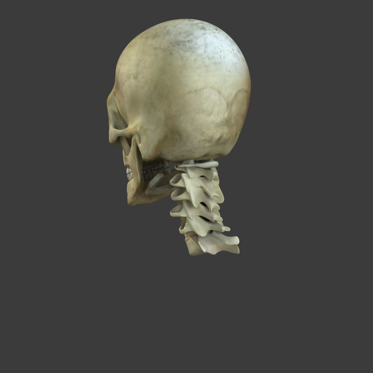 Human Face Muscle Anatomy Medical Edition 3D model_10