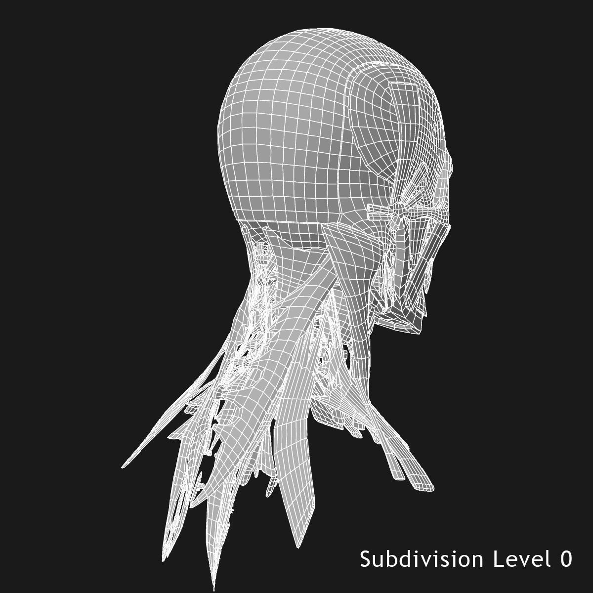 Human Face Muscle Anatomy Medical Edition 3D model_18