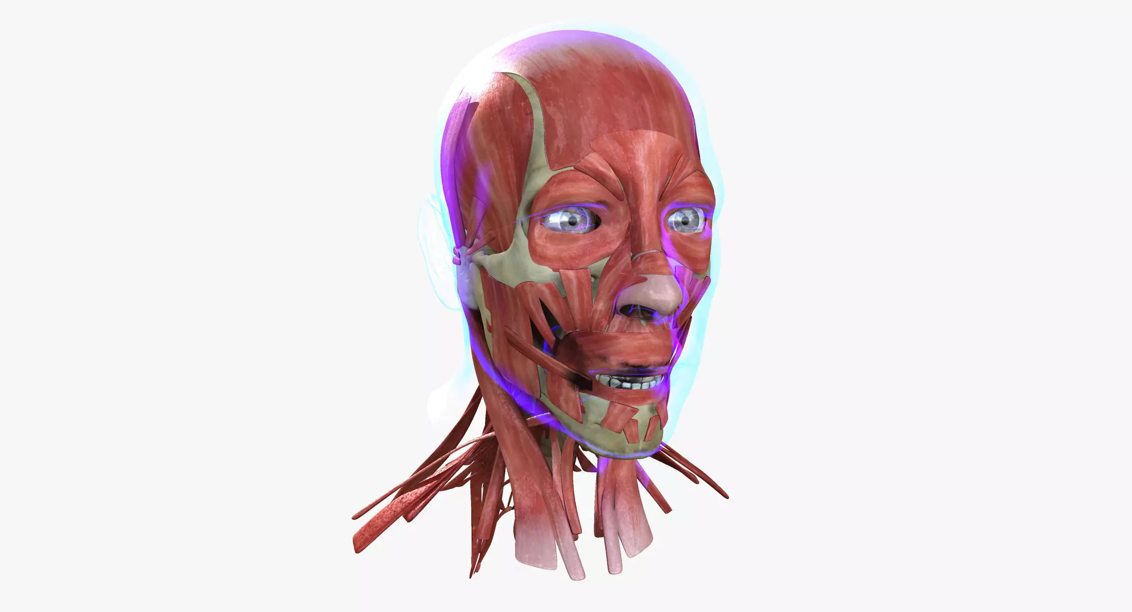 Human Face Muscle Anatomy Medical Edition 3D model_0