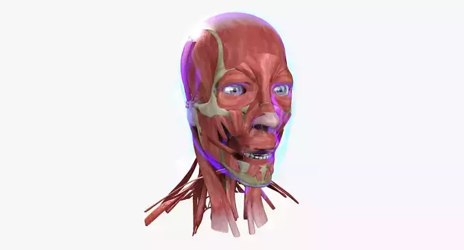 Human Face Muscle Anatomy Medical Edition 3D model Human Face Muscle Anatomy Medical Edition 3D model
