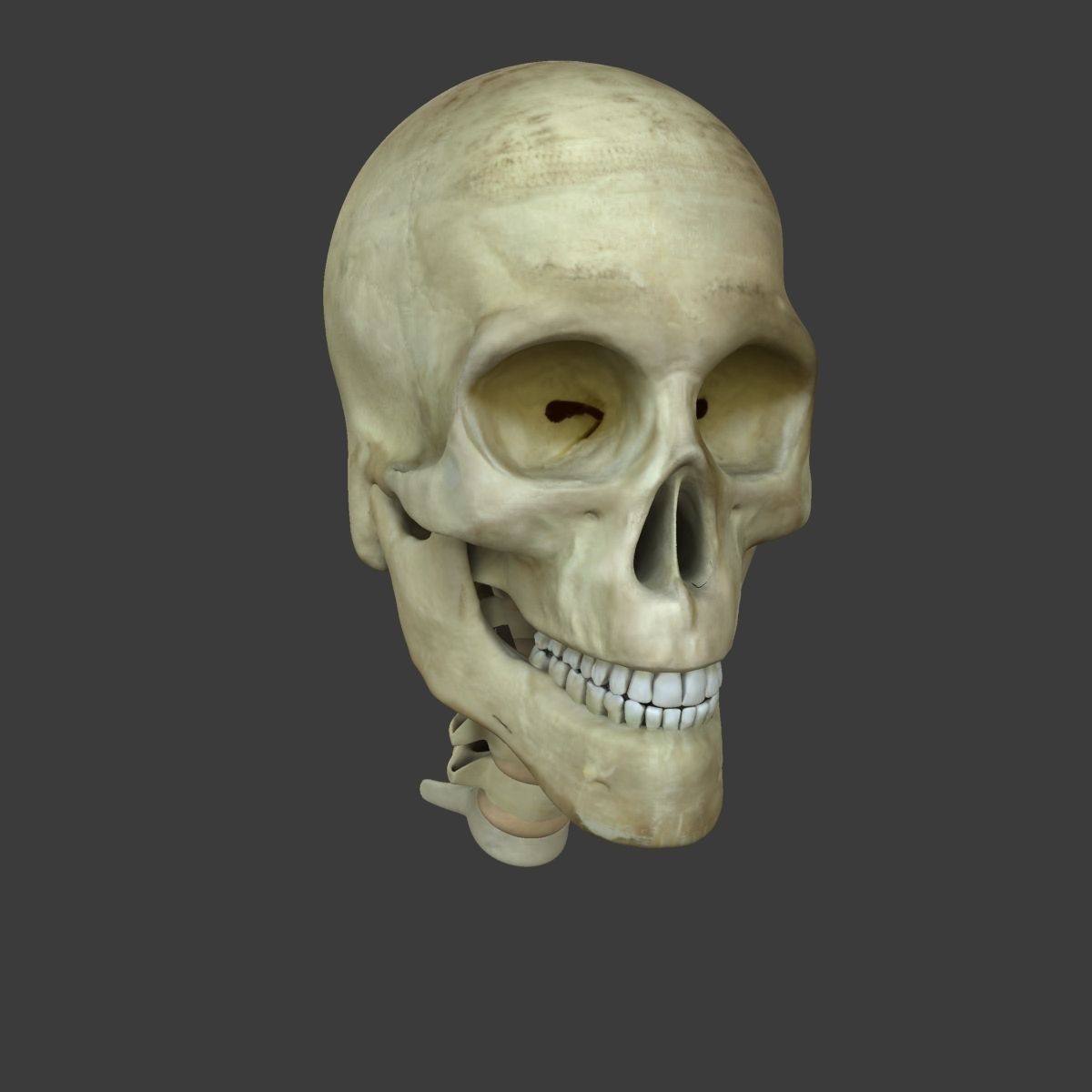 Human Face Muscle Anatomy Medical Edition 3D model_9