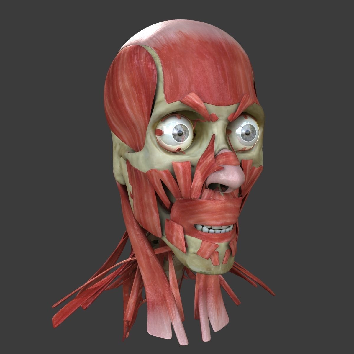 Human Face Muscle Anatomy Medical Edition 3D model_4