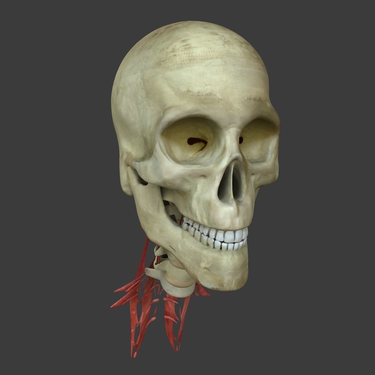 Human Face Muscle Anatomy Medical Edition 3D model_8