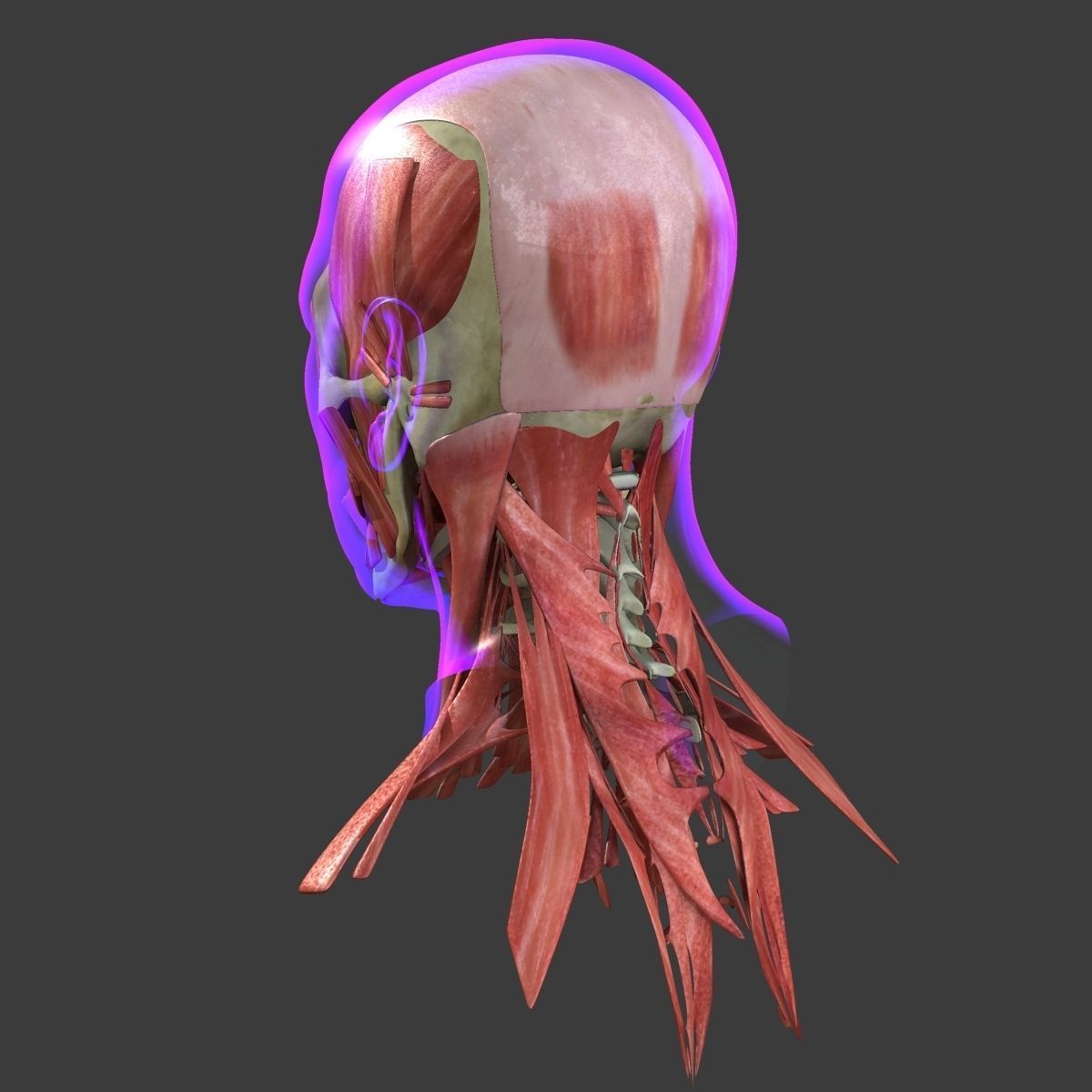 Human Face Muscle Anatomy Medical Edition 3D model_16
