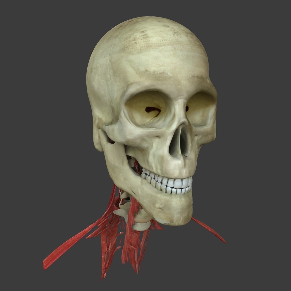 Human Face Muscle Anatomy Medical Edition 3D model_7