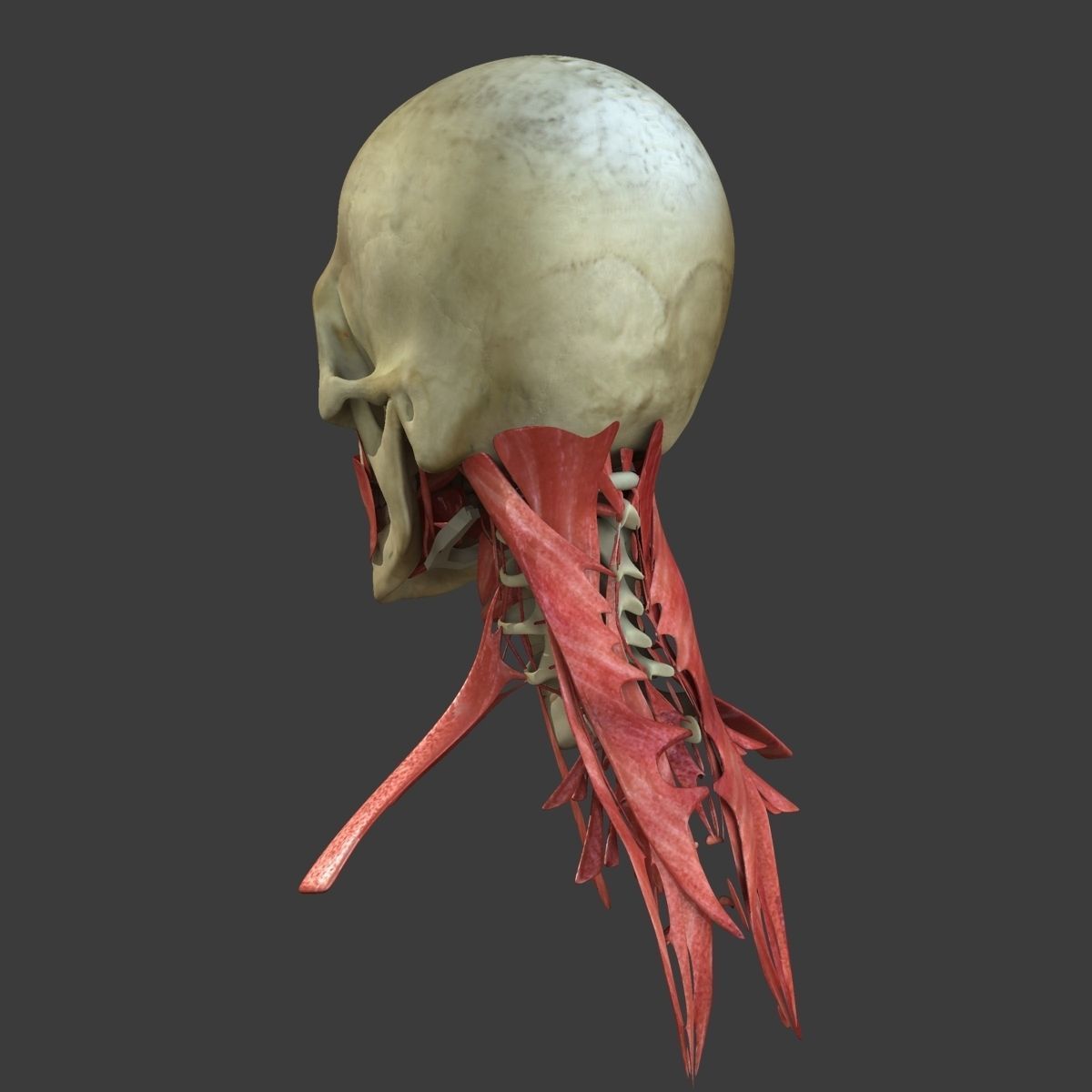 Human Face Muscle Anatomy Medical Edition 3D model_14