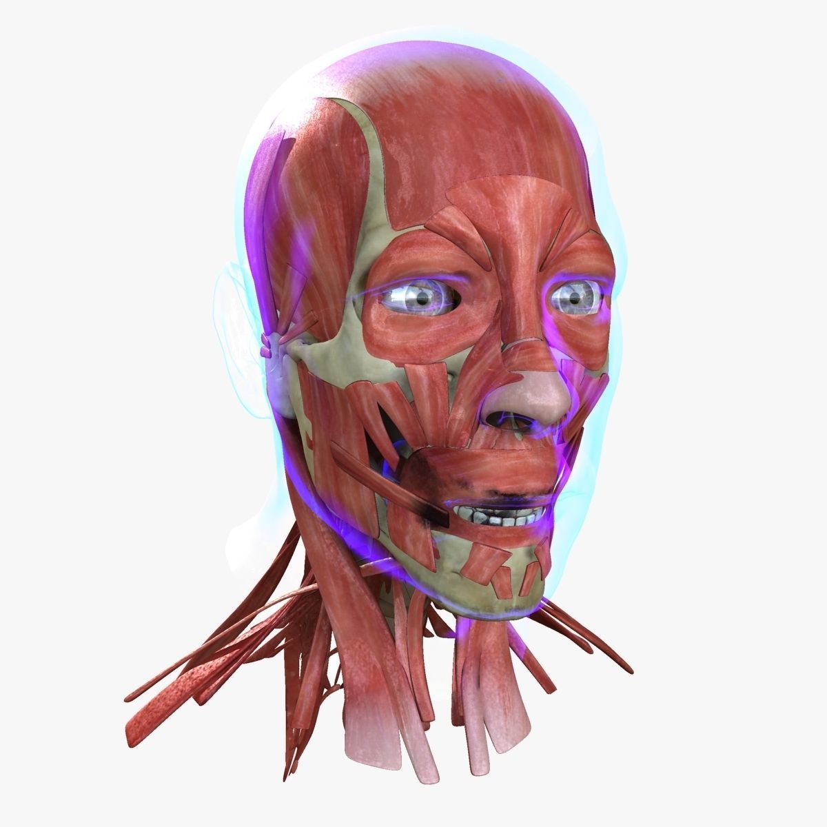 Human Face Muscle Anatomy Medical Edition 3D model_1