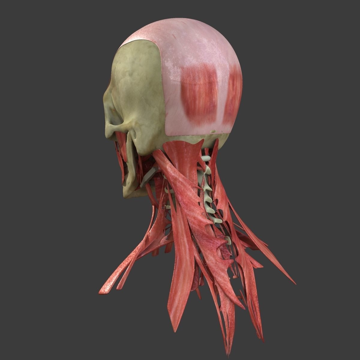 Human Face Muscle Anatomy Medical Edition 3D model_15