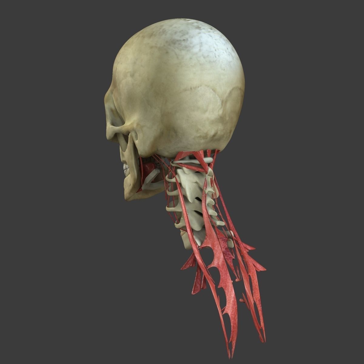 Human Face Muscle Anatomy Medical Edition 3D model_12