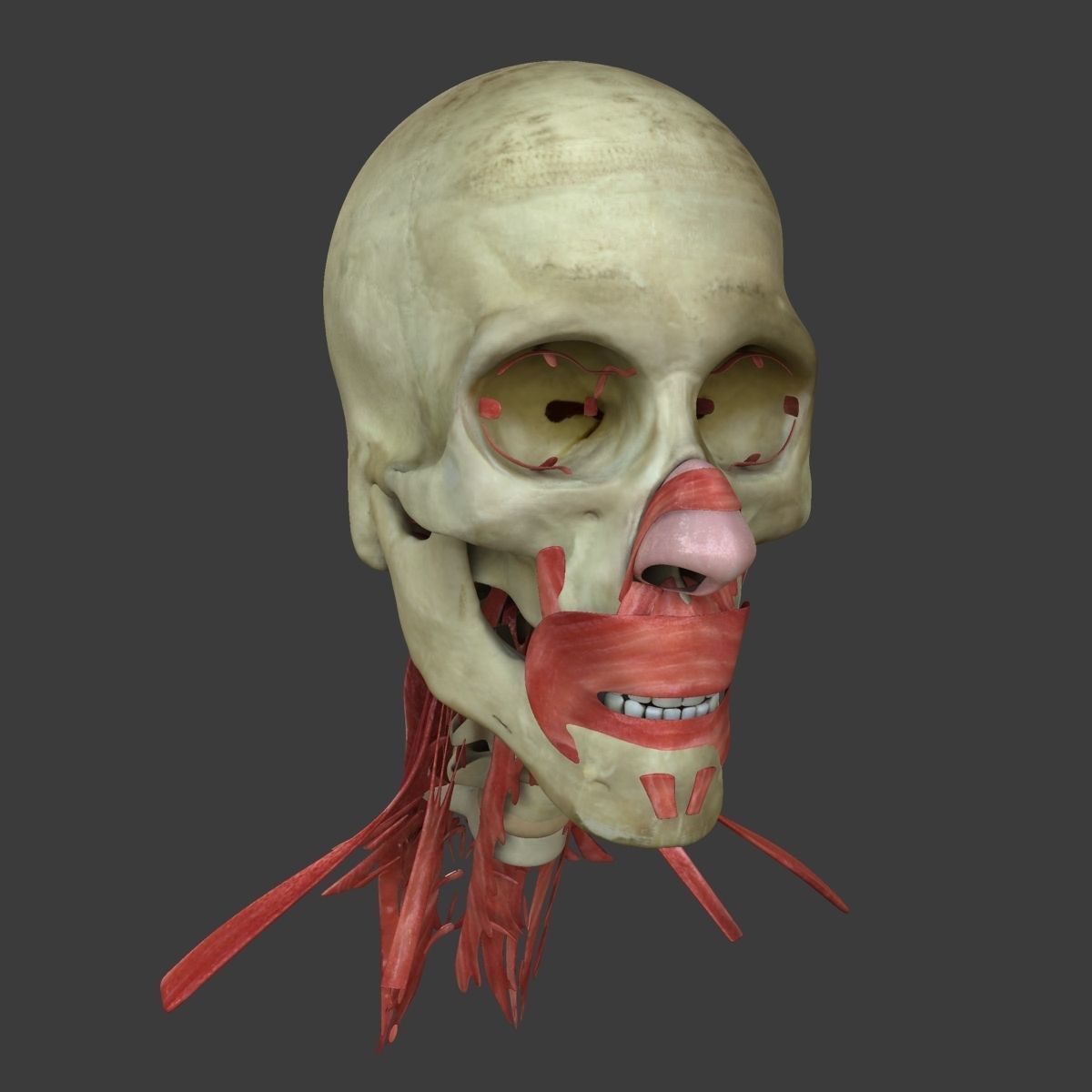 Human Face Muscle Anatomy Medical Edition 3D model_6