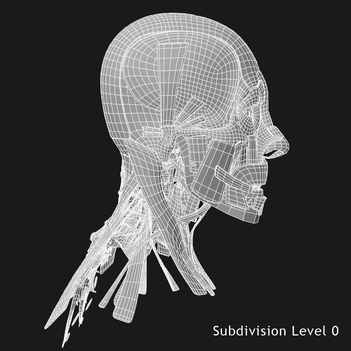 Human Face Muscle Anatomy Medical Edition 3D model_19