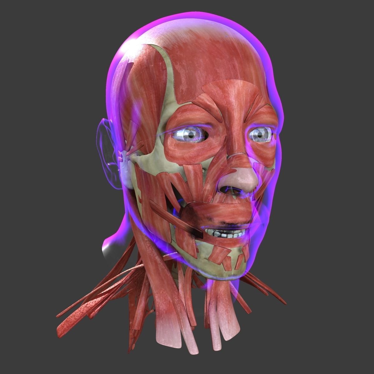 Human Face Muscle Anatomy Medical Edition 3D model_2