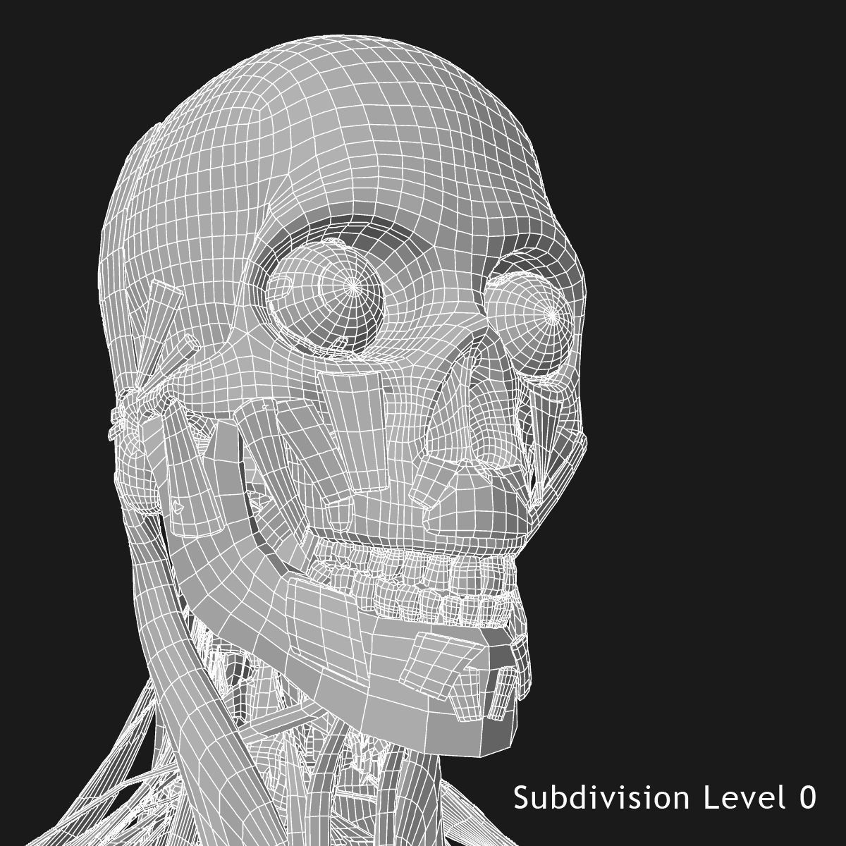 Human Face Muscle Anatomy Medical Edition 3D model_17