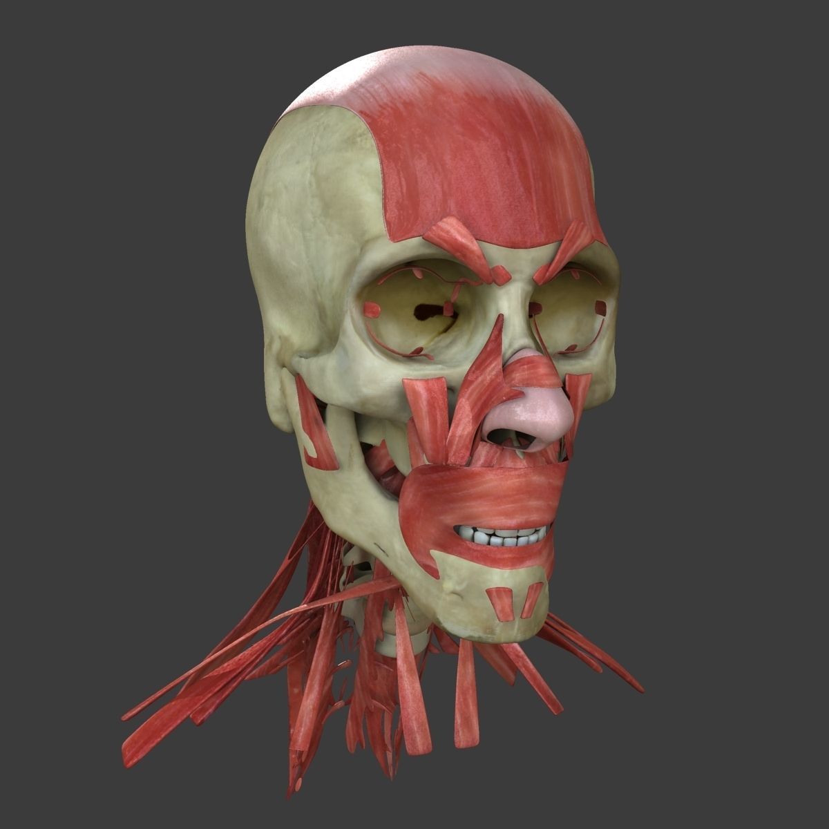 Human Face Muscle Anatomy Medical Edition 3D model_5