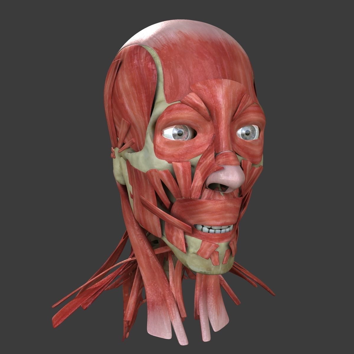 Human Face Muscle Anatomy Medical Edition 3D model_3