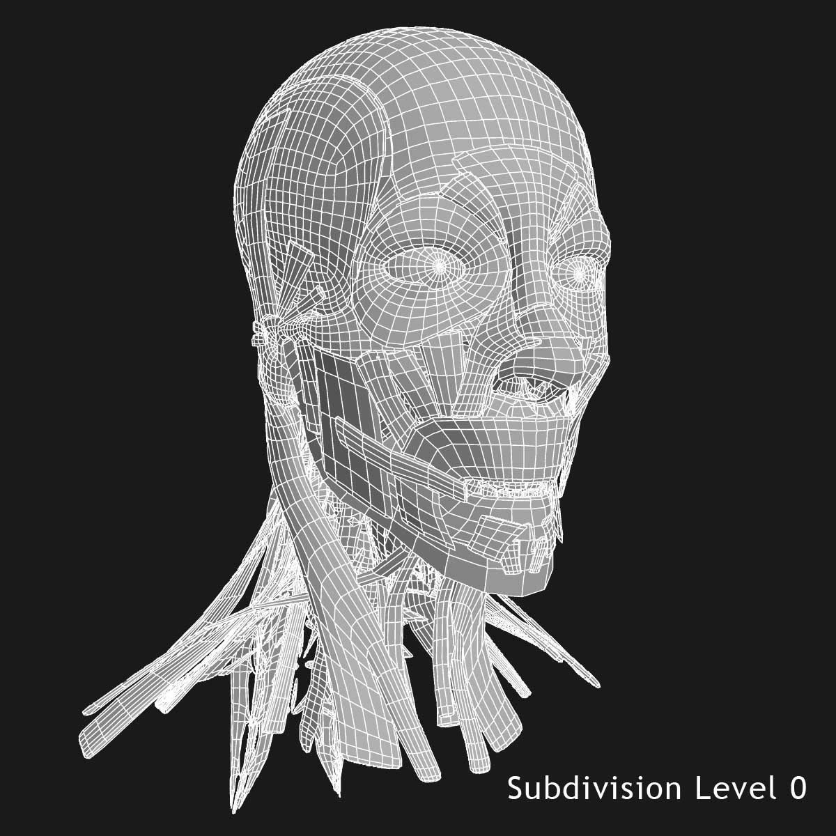 Human Face Muscle Anatomy Medical Edition 3D model_20