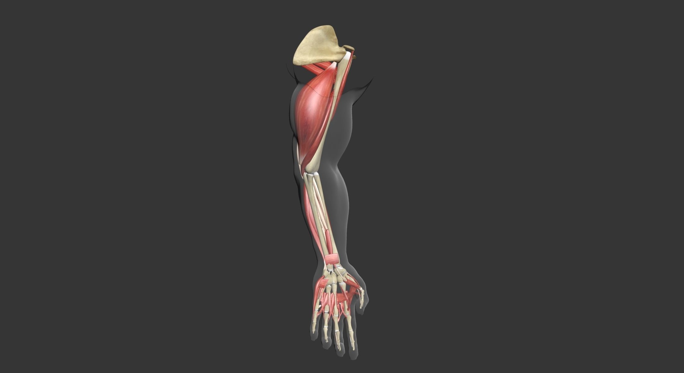 Human Arm Muscle Anatomy 3D model_14