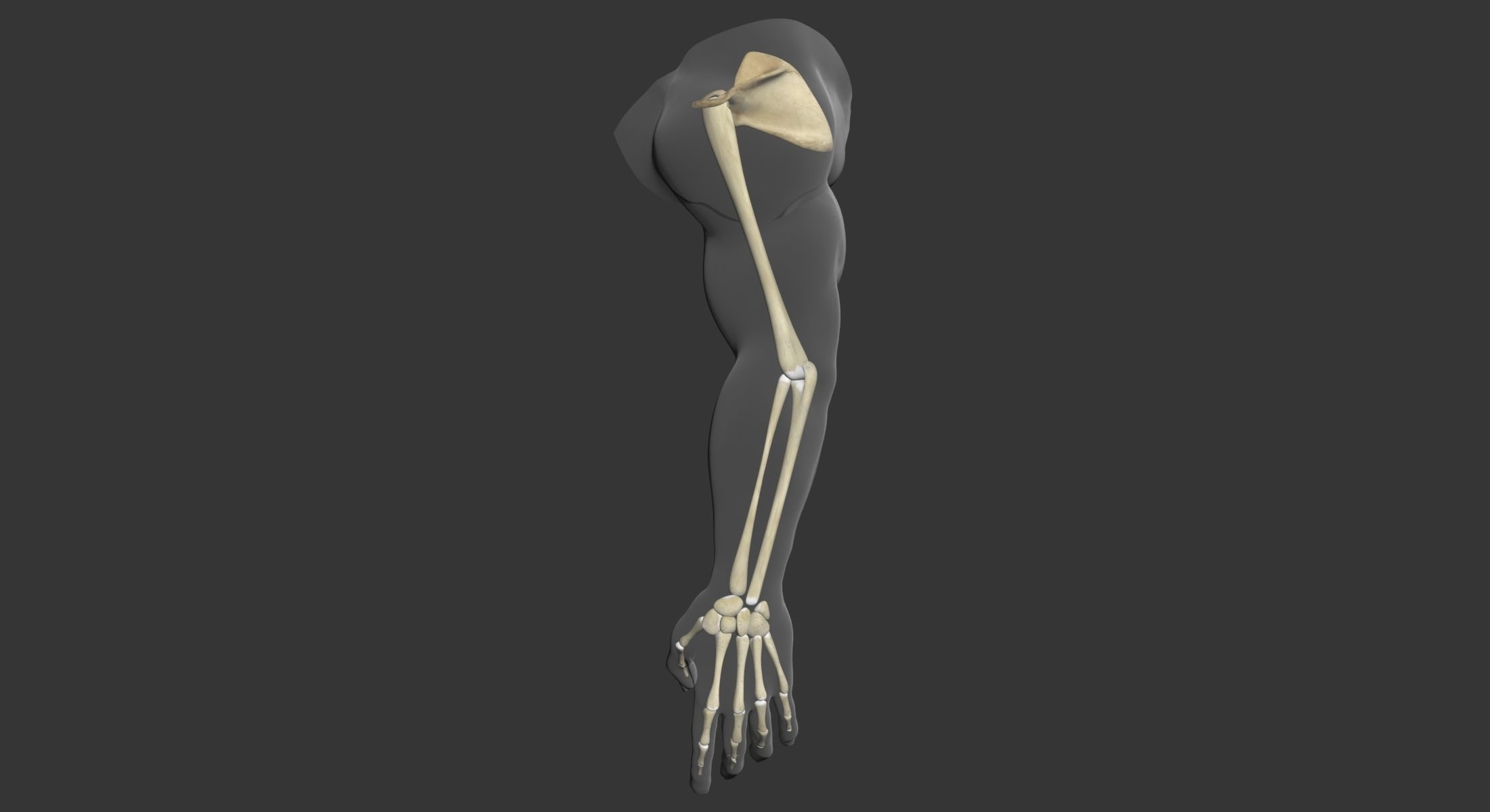 Human Arm Muscle Anatomy 3D model_10