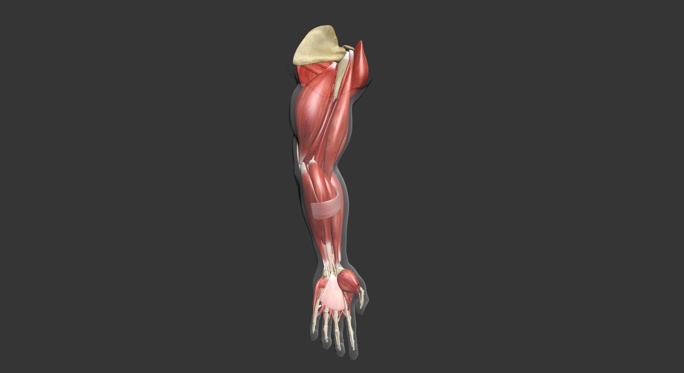 Human Arm Muscle Anatomy 3D model_11
