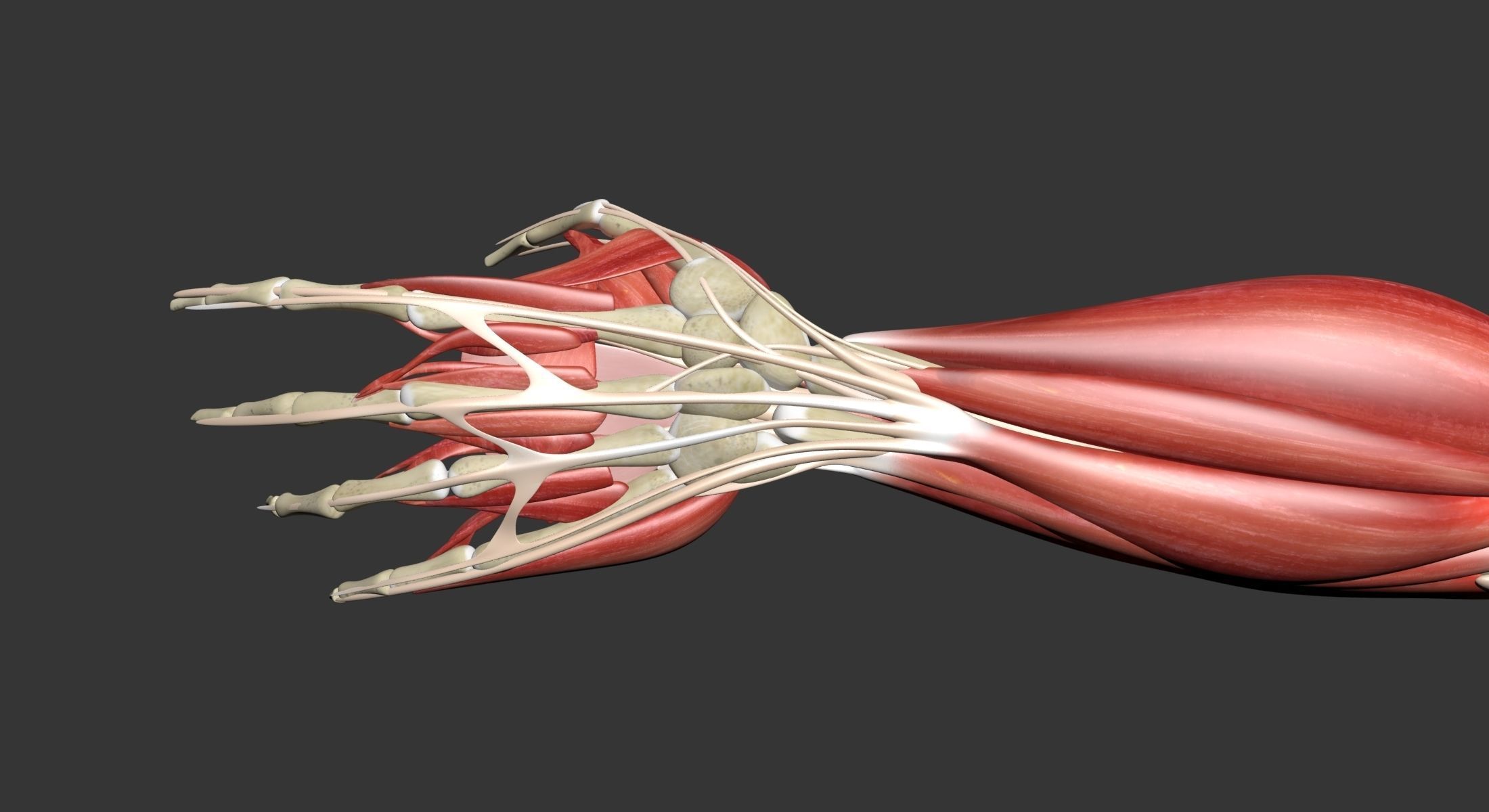 Human Arm Muscle Anatomy 3D model_19