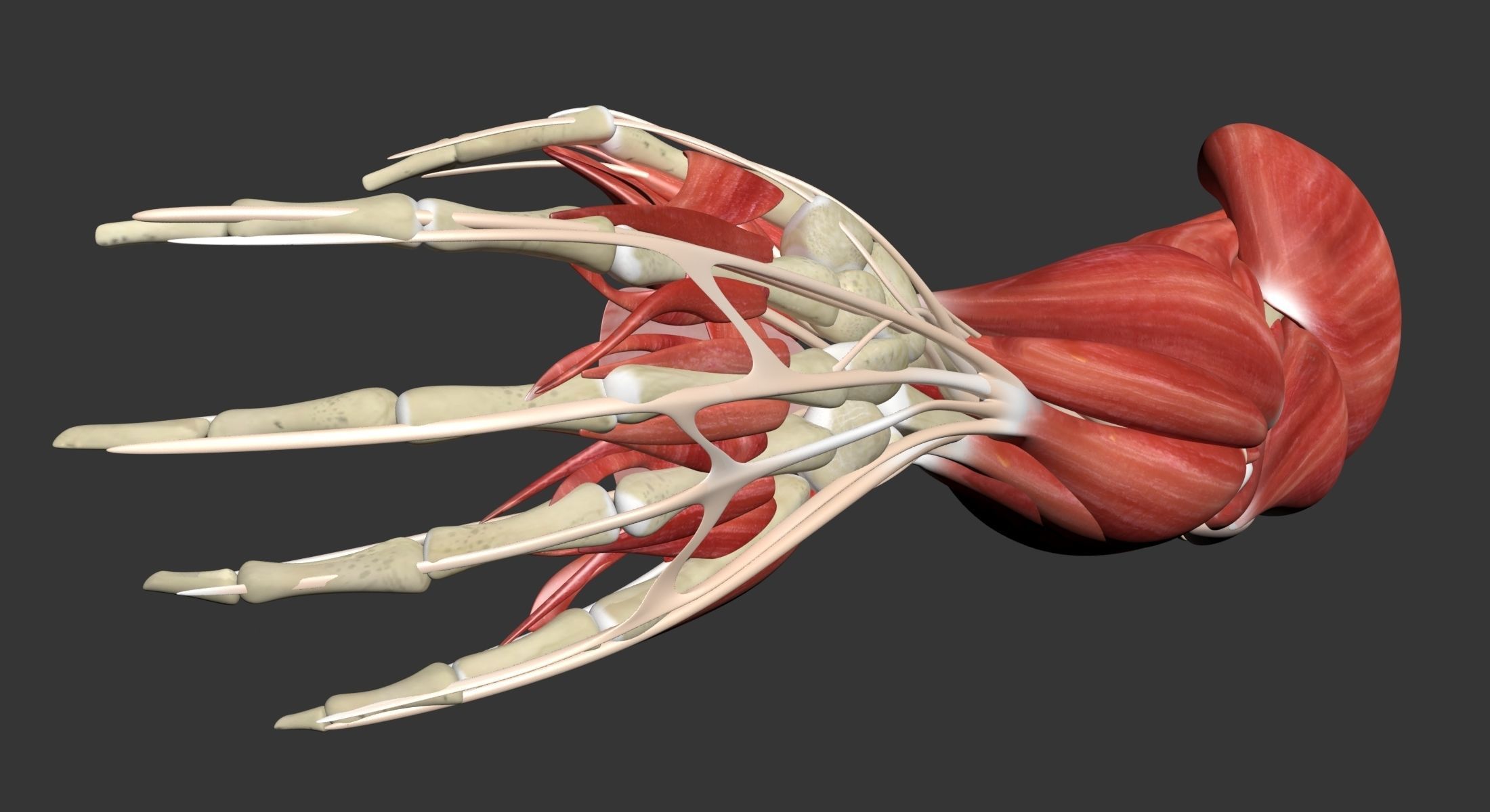 Human Arm Muscle Anatomy 3D model_23