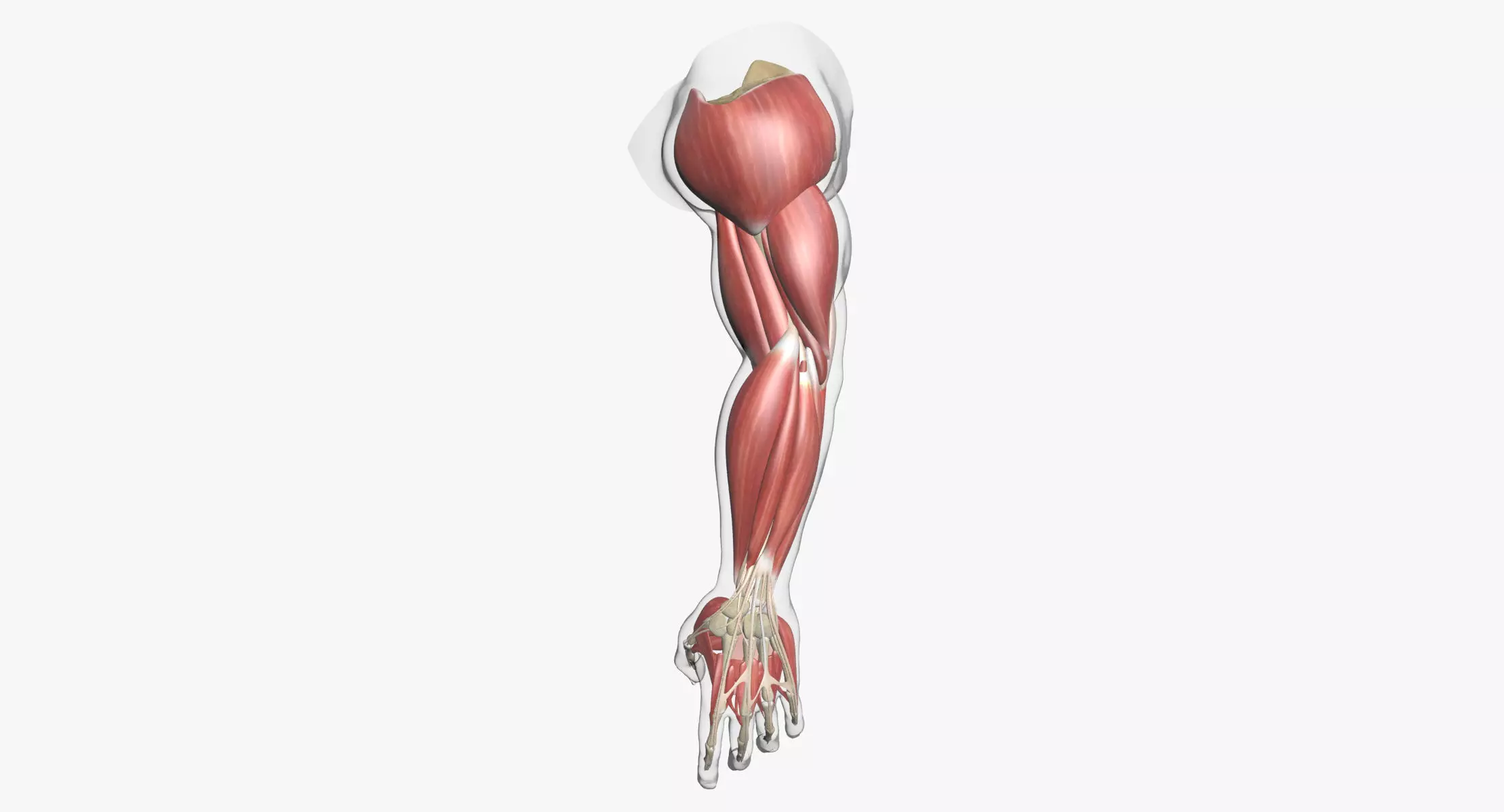 Human Arm Muscle Anatomy 3D model_0