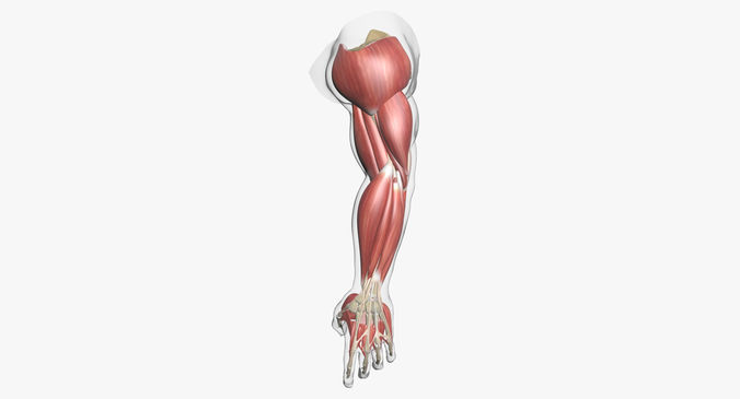 Human Arm Muscle Anatomy 3D model